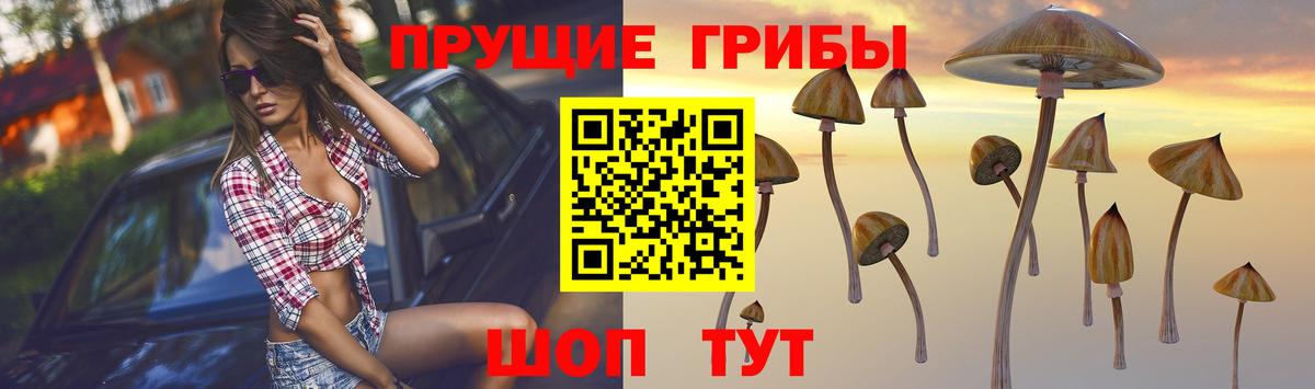 Галлюциногенные грибы GOLDEN TEACHER Новошахтинск